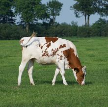 Holsteinkuh auf der Weide