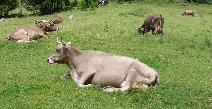 Kühe der Rasse Brown Swiss (früher Braunvieh genannt) auf der Weide, im Vordergrund liegt eine behornte Kuh auf der Weide