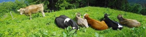Kühe verschiedener Rassen auf der Weide