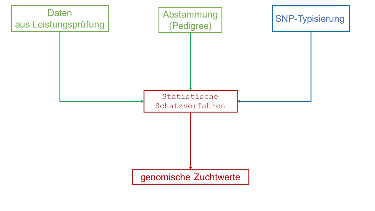 Schema genomische Zuchtwertschätzung im Single-Step-Verfahren Beim Single-Step-Verfahren werden SNP-Daten, Pedigreedaten und Leistungsdaten (Phänotypen) gemeinsam verarbeitet. Ergebnis dieser genomischen Zuchtwertschätzung ist der genomisch optimierte Zuchtwert.