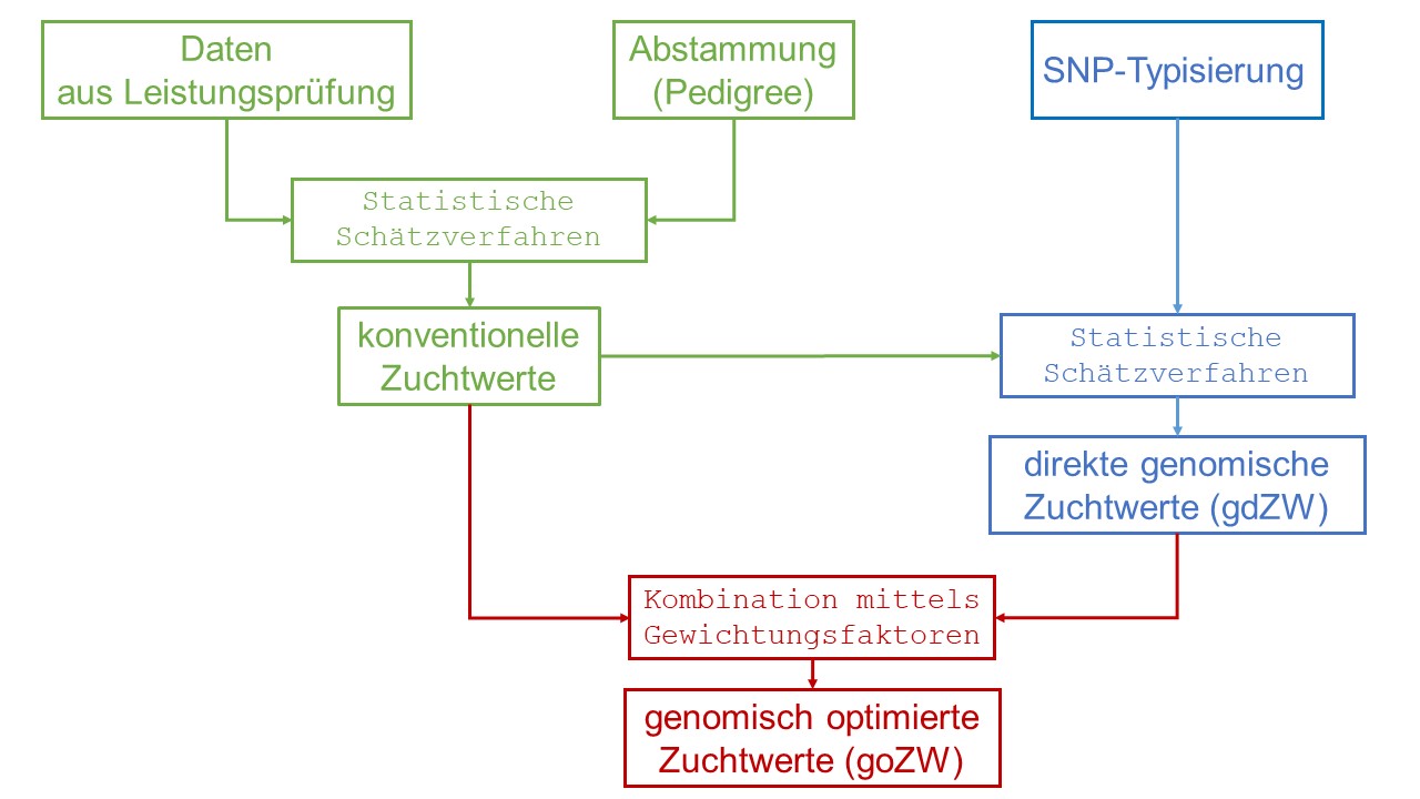 Schema genomische Zuchtwertschätzung im Two-Step-Verfahren Beim Two-Step-Verfahren werden getrennt voneinander die konventionelle und die genomische Zuchtwertschätzung durchgeführt. Bei der genomischen Zuchtwertschätzung werden SNP-Daten mit dem Ergebnis des direkten genomischen Zuchtwertes verarbeitet. Bei der konventionellen Zuchtwertschätzung (BLUP-Zuchtwertschätzung) werden Pedigree- und Leistungsdaten (Phänotypen) mit dem Ergebnis des konventionellen Zuchtwertes verarbeitet. Diese Zuchtwerte (der direkte genomische Zuchtwert und der konventionell geschätzte Zuchtwert) werden abschließend zum genomisch optimierten Zuchtwert zusammengefasst.