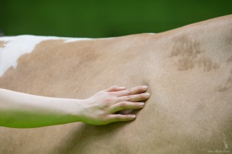 Bäuerliche Rinderzucht (Bild von Anne-Mette Evers) Bild fokussiert die Hand einer Landwirtin auf ihrer Fleckvieh-Kuh