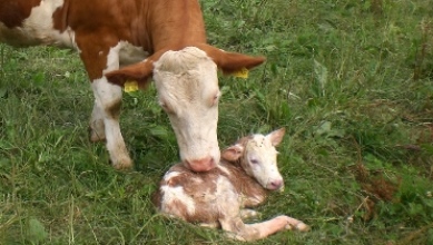 neu geborenes Kalb mit Mutter auf der Weide