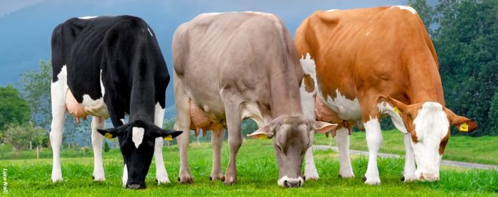 Es sind 3 grasende Kühe unterschiedlicher Rassen auf einer grünen Weidide zu sehen.e  