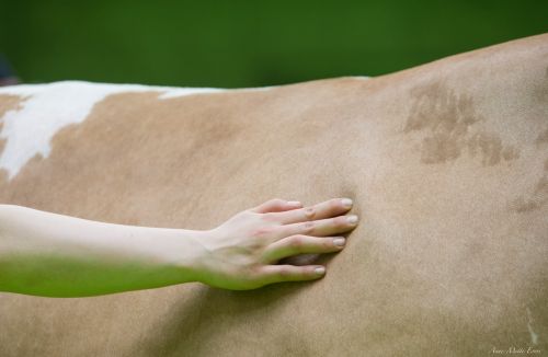Es ist der Rücken einer braun- weiß gescheckten Kuh zu sehen, welcher von einer Hand gestreichelt wird.