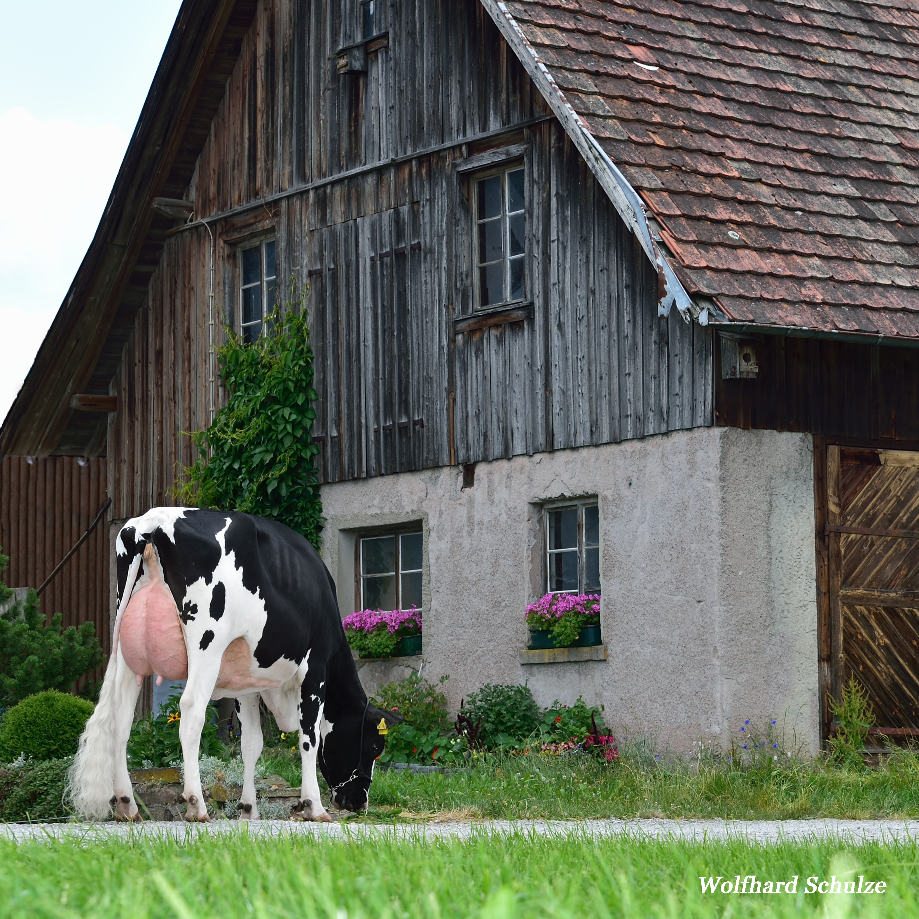 Eine Holsteinkuh grast vor einem alten Bauernhaus.