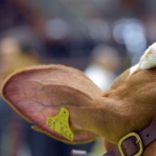 Das Ohr einer Fleckviehkuh mit gelber Ohrmarke ist von hinten fotografiert.
