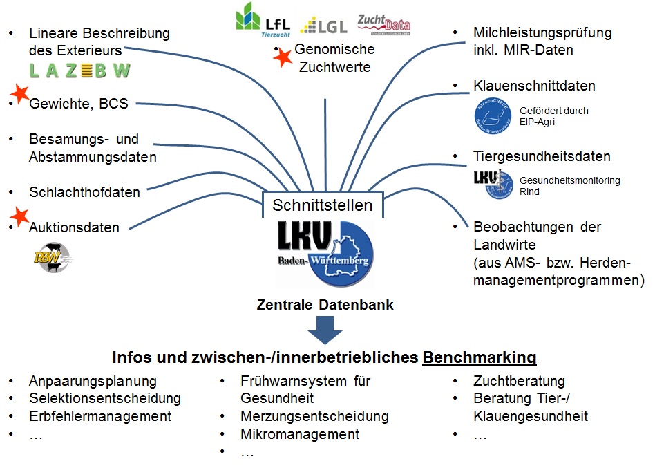Schema Datenfluss Der LKV Baden-Württemberg betreut die zentrale Datenbank. Hier laufen über Schnittstellen verschiedene Daten zusammen: Genomische Zuchtwerte der Zuchtwertschätzstellen des DAC-Teams (LfL, LGL, ZuchtData), Daten der Milchleistungsprüfung inklusive MIR-Daten, Klauenschnittdaten (aus dem EIP-Projekt Klauencheck Baden-Württemberg), Tiergesundheitsdaten (Gesundheitsmonitoring Rind), Beobachtungen der Landwirte (aus AMS- bzw. Herdenmanagementprogrammen), Daten der linearen Beschreibung des Exterieurs (LAZBW), Erhebung von Gewichten und Body Condition Score, Besamungs- und Abstammungsdaten, Schlachthofdaten, Auktionsdaten. Die teilnehmenden Betriebe erhalten Infos und haben die Möglichkeit eines zwischen-/innerbetrieblichen Benchmarking. Infos können z.B. für die Anpaarungsplanung, Selektionsentscheidungen, Erbfehlermanagement, ... genutzt werden. Ferner unterstützen die Infos in Form eines Frühwarnsystems für die Gesundheit, bei Merzungsentscheidungen bzw. allgemein das Mikromanagement. Ferner werden die Betriebe mit diesen Infos umfangreich beraten: z.B. Zuchtberatung, Beratung Tiergesundheit, Klauengesundheit.