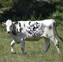 HolsteinKuh auf der Weide
