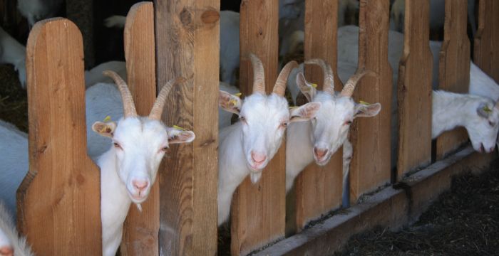 Weiße Deutsche Edelziegen am Futtertisch