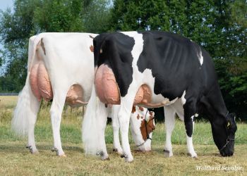 Zwei Kühe der Rasse Holstein grasen. 