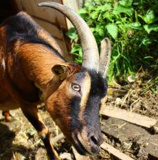 Nahaufnahme der Gesichtshälfte einer Bunten Deutschen Edelziege