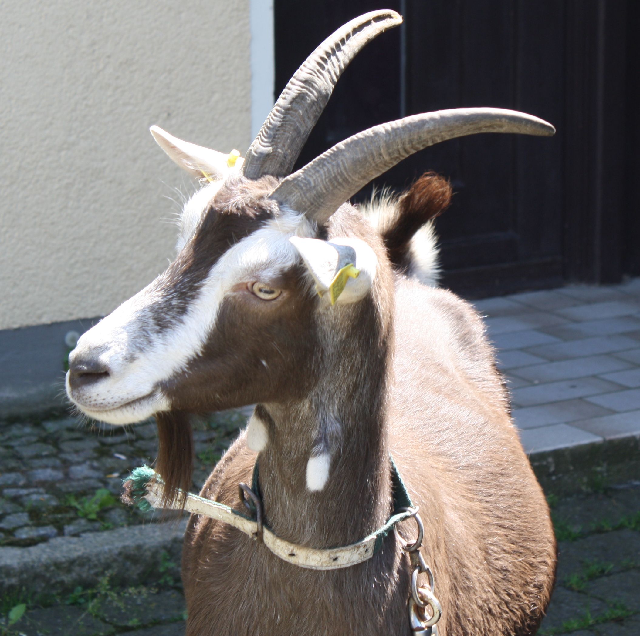 Eine Thüringer Waldziege mit gelber Ohrmarke trägt ein braunes Halsband.