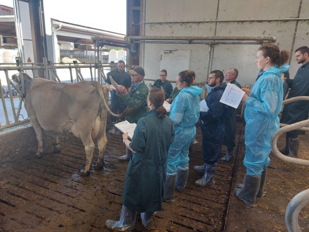 Mitarbeiter des projektes KlimaFit und der RBW stehen in einem Rinderstall um ein Rind und werden zur Thematik des Boy Condicion Score geschult