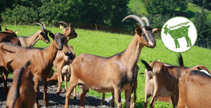 Bunte Deutsche Edelziegen auf der Weide