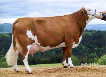 Eine Kuh der Rasse Fleckvieh im seitlichen Portrait.