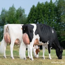 Deutsche Holsteinkühe beim Grasen