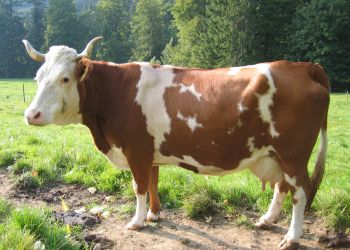 Eine Kuh der Rasse Hinterwälder ist in Seitenansicht zu sehen.