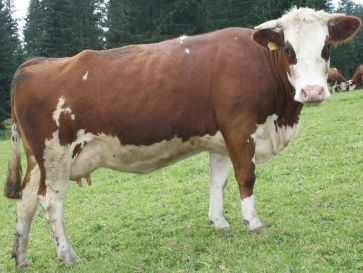 Eine Kuh der Rasse Voderwälder ist in Seitenansicht zu sehen.