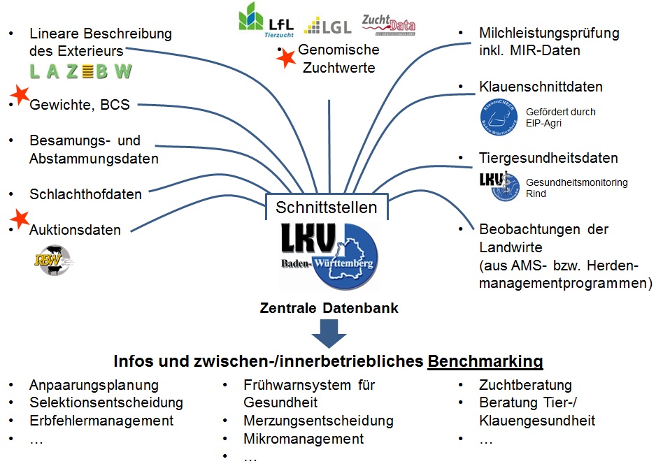 Der LKV Baden-Württemberg betreut die zentrale Datenbank. Hier laufen über Schnittstellen verschiedene Daten zusammen: Genomische Zuchtwerte der Zuchtwertschätzstellen des DAC-Teams (LfL, LGL, ZuchtData), Daten der Milchleistungsprüfung inklusive MIR-Daten, Klauenschnittdaten (aus dem EIP-Projekt Klauencheck Baden-Württemberg), Tiergesundheitsdaten (Gesundheitsmonitoring Rind), Beobachtungen der Landwirte (aus AMS- bzw. Herdenmanagementprogrammen), Daten der linearen Beschreibung des Exterieurs (LAZBW), Erhebung von Gewichten und Body Condition Score, Besamungs- und Abstammungsdaten, Schlachthofdaten, Auktionsdaten. Die teilnehmenden Betriebe erhalten Infos und haben die Möglichkeit eines zwischen-/innerbetrieblichen Benchmarking. Infos können z.B. für die Anpaarungsplanung, Selektionsentscheidungen, Erbfehlermanagement, ... genutzt werden. Ferner unterstützen die Infos in Form eines Frühwarnsystems für die Gesundheit, bei Merzungsentscheidungen bzw. allgemein das Mikromanagement. Ferner werden die Betriebe mit diesen Infos umfangreich beraten: z.B. Zuchtberatung, Beratung Tiergesundheit, Klauengesundheit.