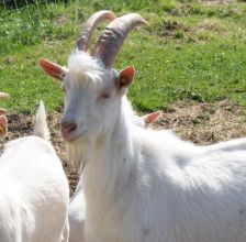 Gehörnte Weiße Deutsche Edelziege