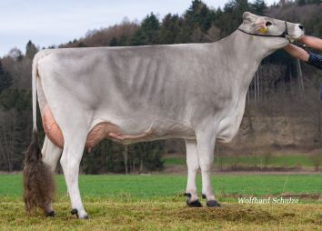 Eine Kuh der Rasse Brown Swiss im seitlichen Portrait.