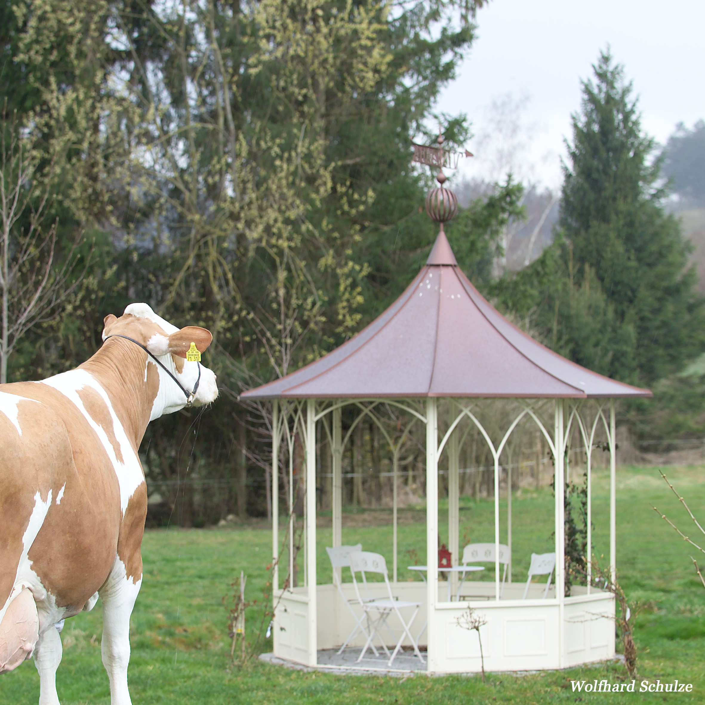 Eine Fleckvieh ist von der Rückseite sichtbar. Im Hintergund ist ein weißer Pavillion auf einer grünen Wiese zu sehen.