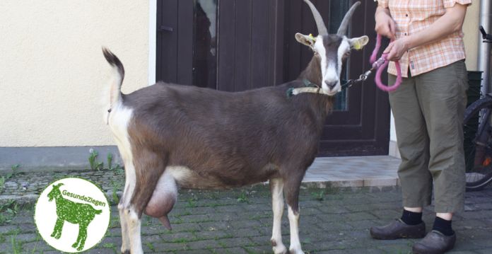 Thüringer Waldziege