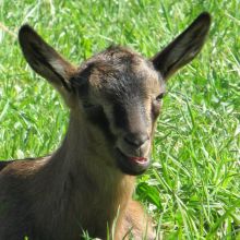 Ein Kitz der Rasse Bunte Deutsche Edelziege schaut nuegierig in die Kamera