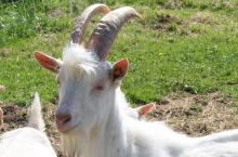 Weiße Deutsche Edelziege