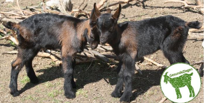 Weiße Deutsche Edelziege