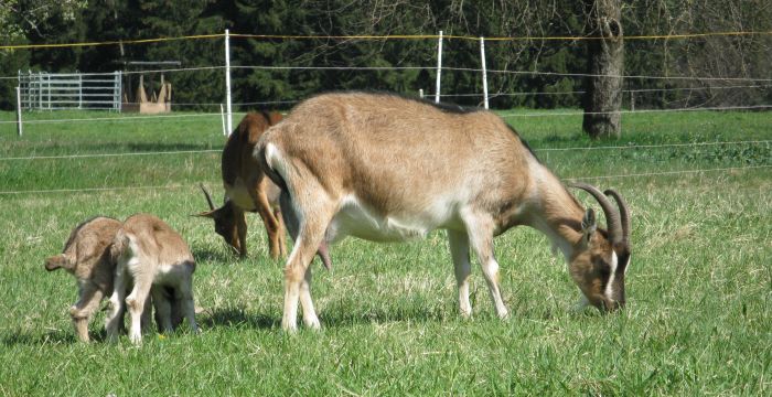 Bunte Deutsche Edelziege mit Kitzen
