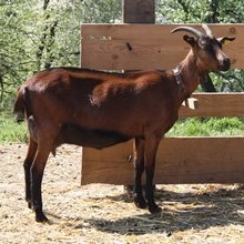 Eine behornte Bunte Deutsche Edelziege ist in Seitenansicht zu sehen.