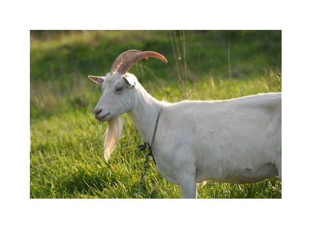 Weiße Deutsche Edelziege auf der Weide