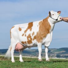 Es ist eine Kuh der RAsse Fleckvieh zu sehen. Sie trägt ein schwarzes Halfter.