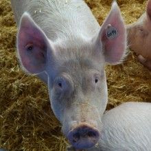 Ein Deutsches Edelschwein mit gelber Ohrmarke schaut neugierig in die Kamera