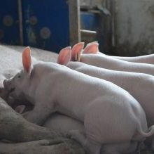 Ferkel liegen zum Saugen bei der Mutter