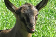 Bunte Deutsche Edelziegekitz