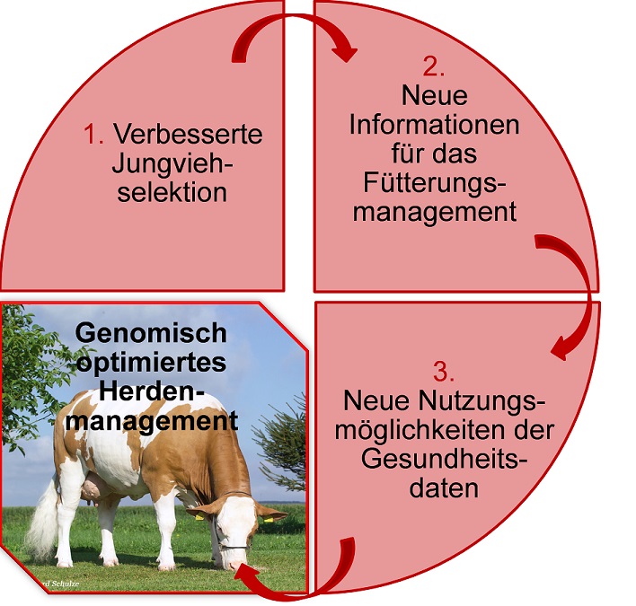Schema zum betrieblichen Nutzen des Projektes Fleckfficient: 1. Verbesserte Jungviehselektion - 2. Neue Informationen für das Fütterungsmanagement - 3. Neue Nutzungsmöglichkeiten der Gesundheitsdaten - Ergebnis (bildlich unterlegt mit einer Fleckvieh-Kuh): Genomisch optimiertes Herdenmanagement