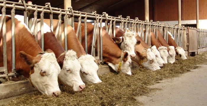 Fleckvieh am Futtertisch