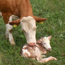 Fleckviehkuh leckt ihr im Gras liegendes Kalb ab