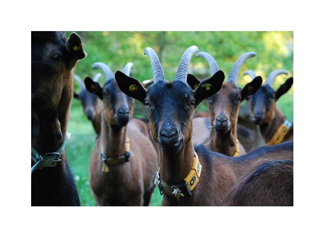 Eine Herde Bunter Deutscher Edelziegen schaut neugierig in die Kamera.