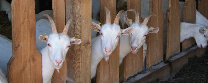 Link zur Zuchtwertschätzung Ziege