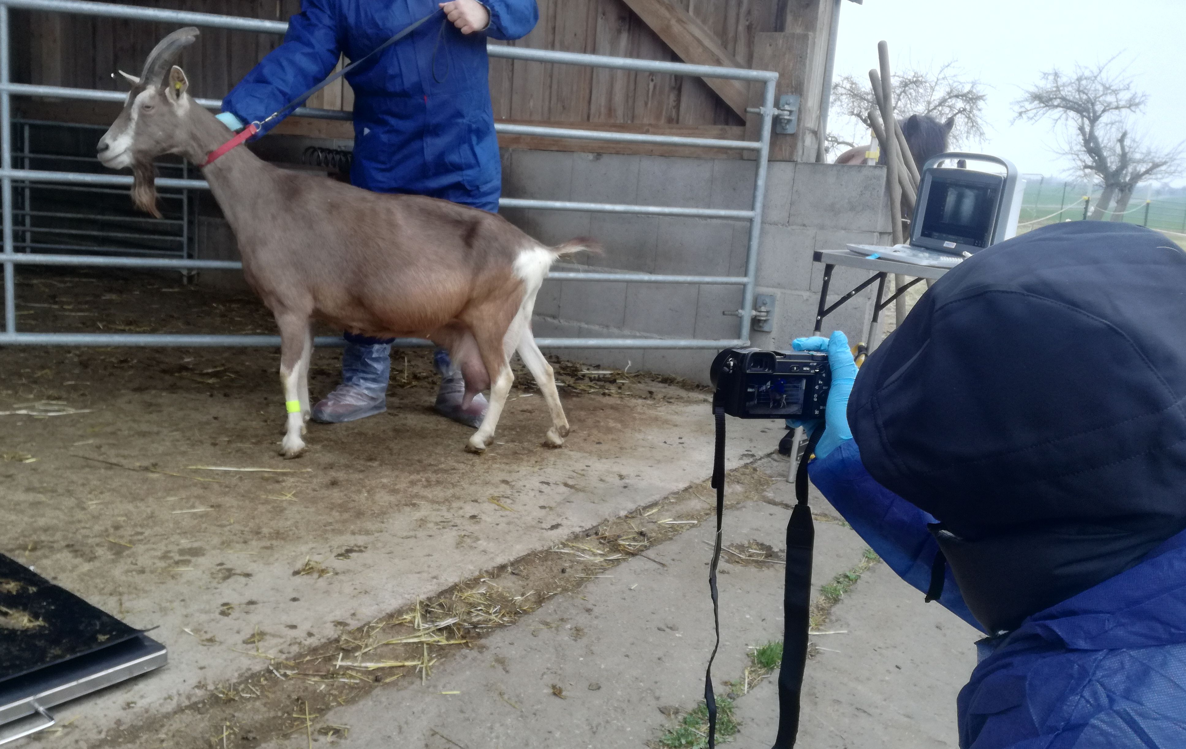 Ein Mitarbeiter im blauen Overall hält eine Thüringer Waldziege am Halsband damit diese fotografiert werden kann.