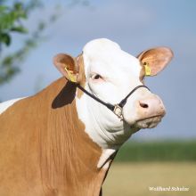 Eine Kuh der Rasse Fleckvieh ist frontal zu sehen. Sie trägt ein schwarzes Halfter