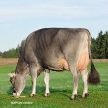Eine Kuh der Rasse Brown Swiss grast auf einer grünen Weide.