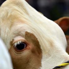 Das Auge einer Fleckviehkuh ist zu sehen.