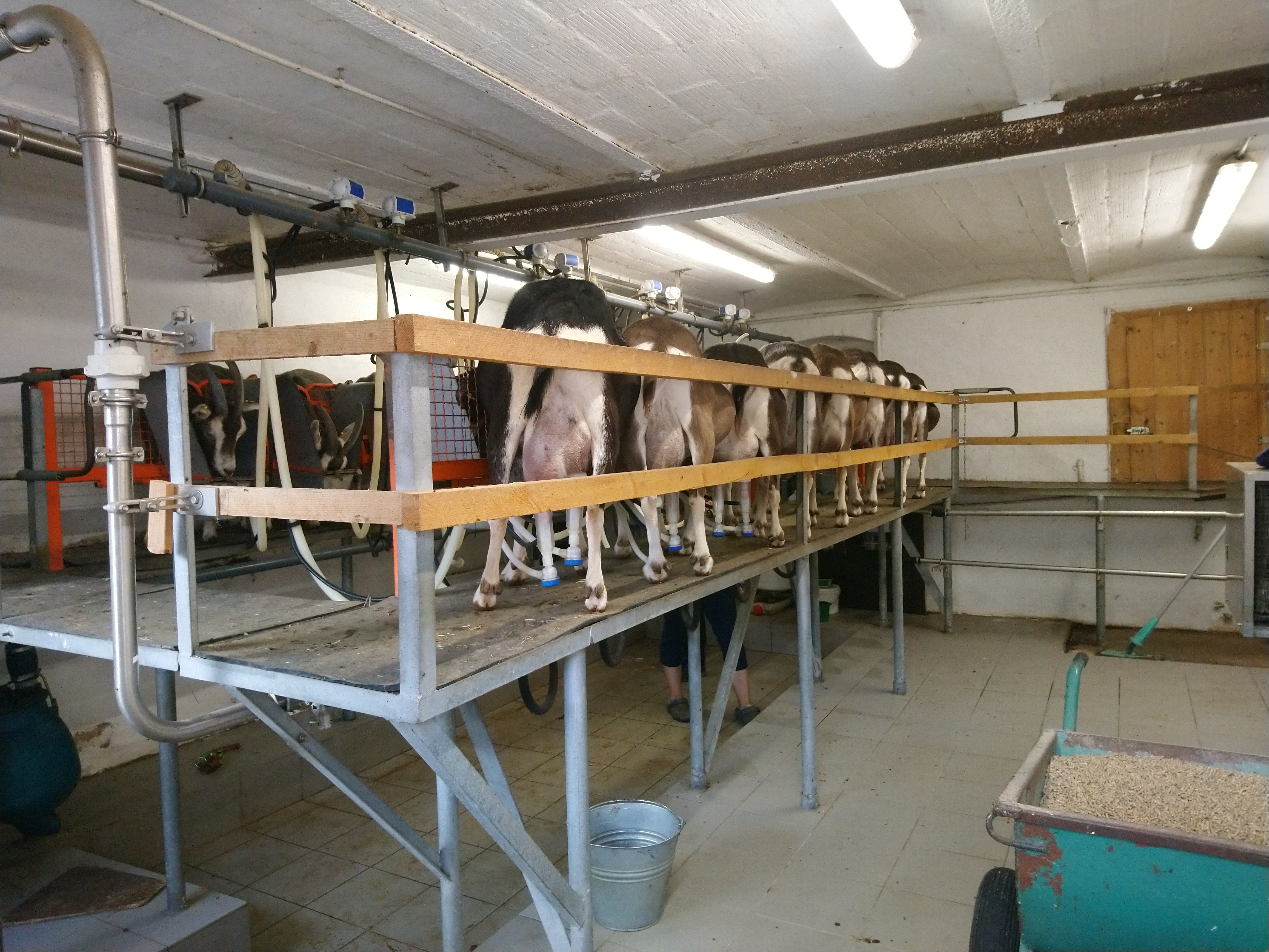 Thüringer Waldziegen am Melkstand