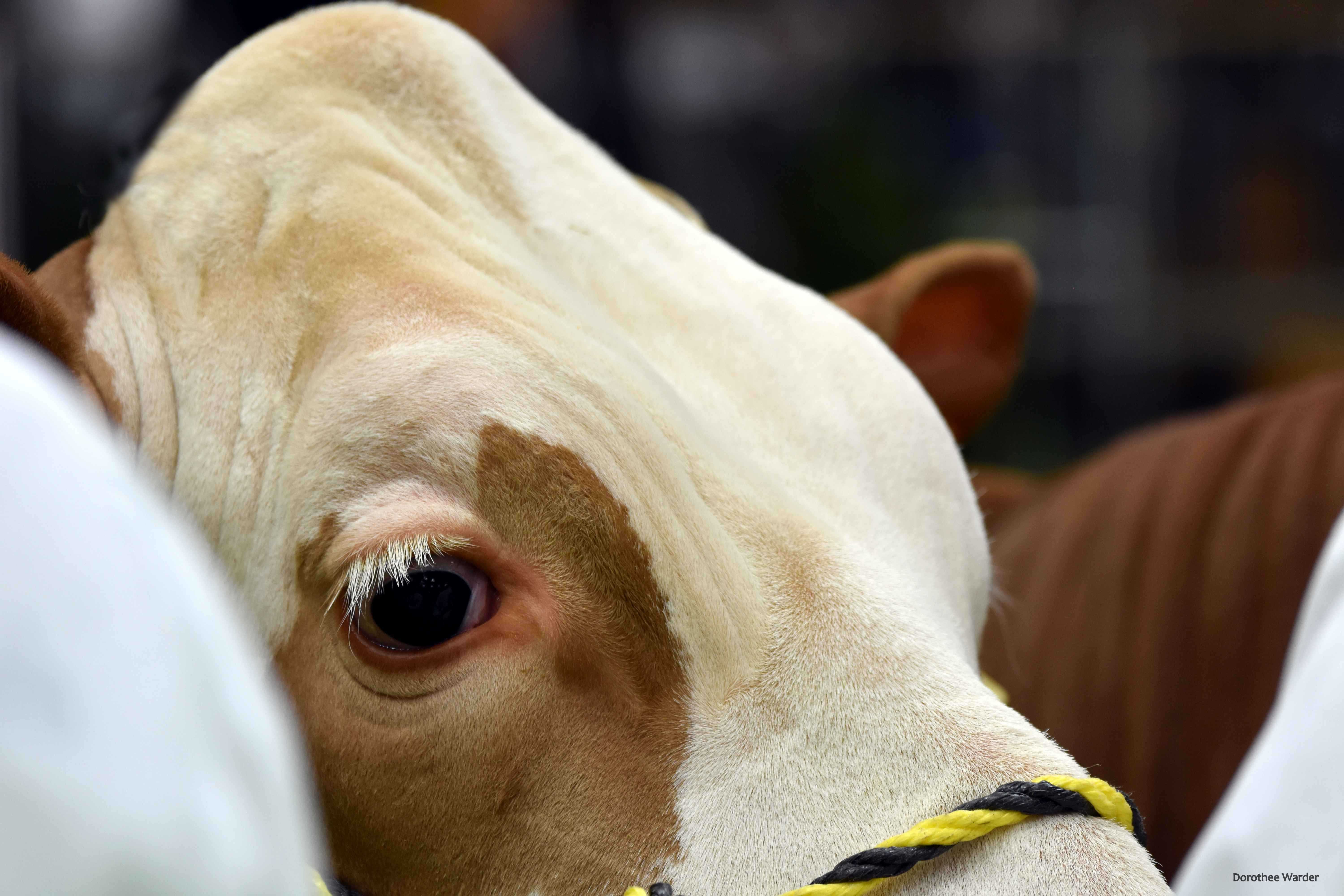 Es ist die frontale Stirn eines braun- weiß gescheckten Rindes zu sehen.