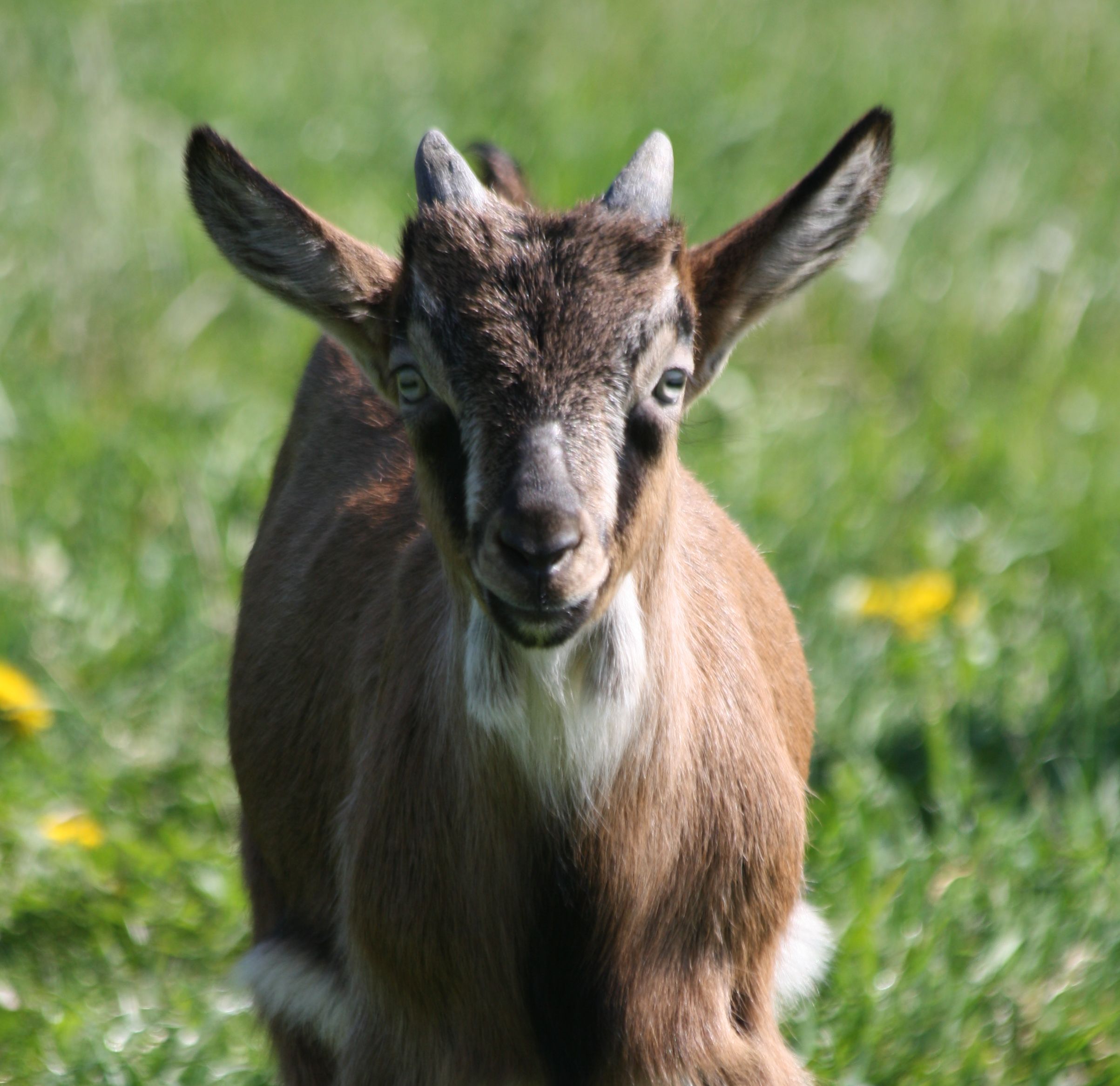 Kitz der Rasse Bunte Deutsche Edelziege schaut in die Kamera.